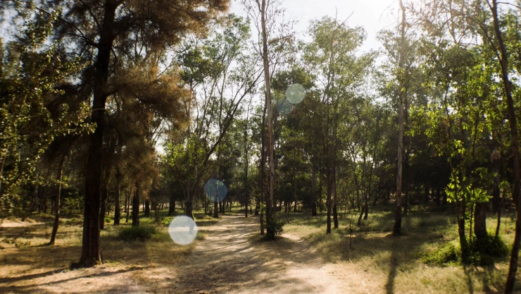 Bosque El Centinela en Zapopan.jpg