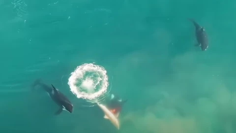 Orcas asesina
