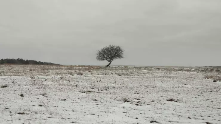 Frente Frío 27 en México ¿Cuáles estados tendrán bajas temperaturas el martes 6 de enero 2026