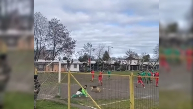golazo-perro-futbol