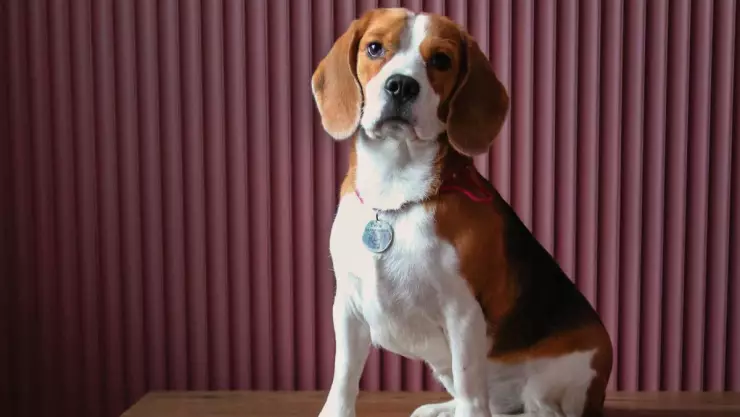 Mujer entregó a su perrito para ser sacrificado y un año después lo encontró en adopción