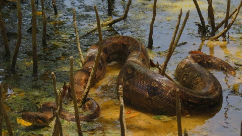 Presentan a la serpiente más larga y gruesa de México (FOTOS)