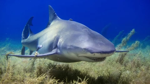 Tiburón le quita la vida a joven y deja gravemente herido a otro en un ataque muy raro