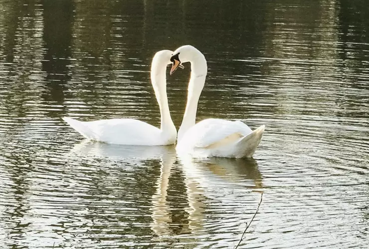 Festival del Amor 2025 Puebla