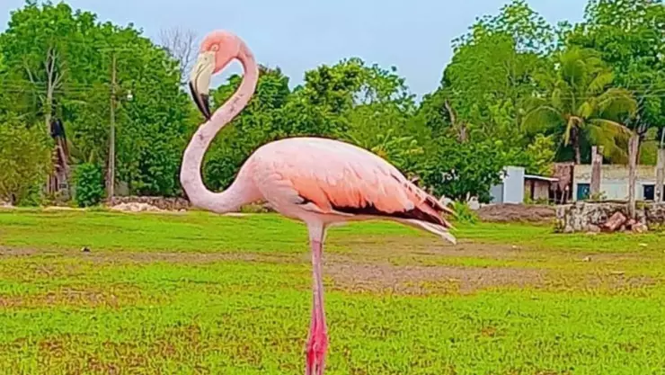 Captan INSÓLITO avistamiento de flamenco en campo de Peto