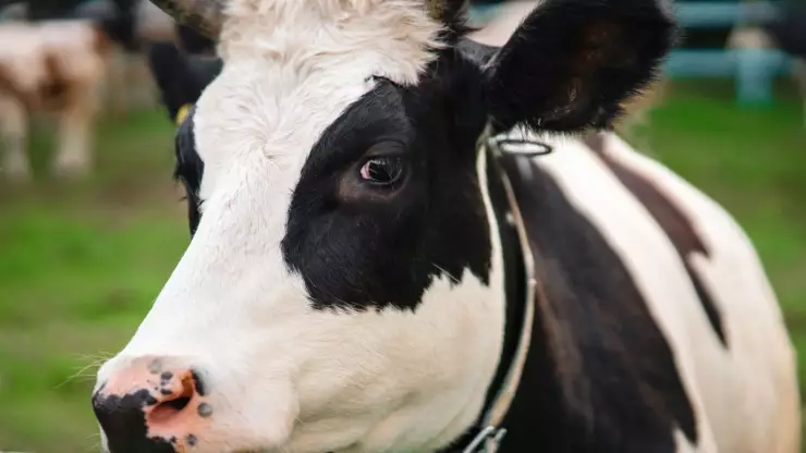 Observaron que vacas abandonadas en Chernobyl se volvieron salvajes