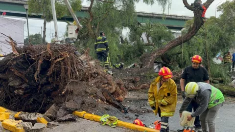 Cae árbol gigante por intensas lluvias en CDMX