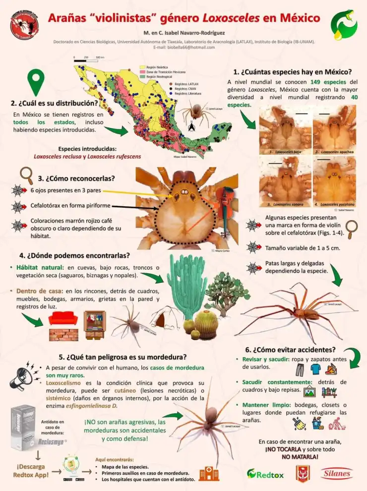 Temporada de araña violinista 2025: ¿Cuándo es y qué hacer ante una mordedura?
