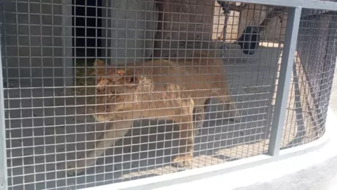 Profepa rescata cachorra de león en Atizapán, Edomex