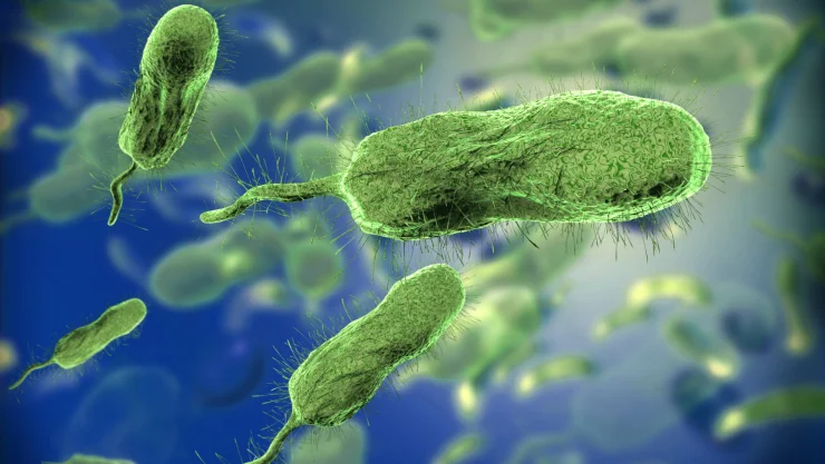 bacteria