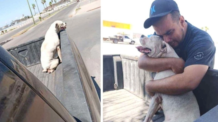 Da último adiós a su perro