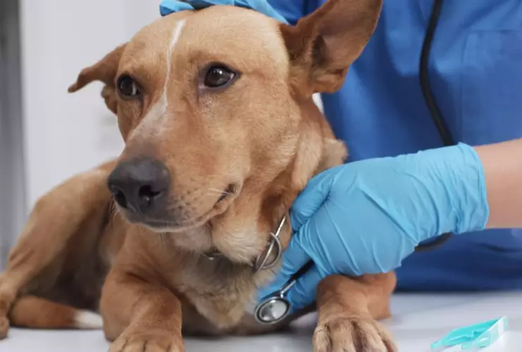 Enfermedad que amenaza la vida de los perros; ¿Cuáles son los síntomas y cómo se transmite?