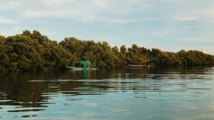 Cómo ayudan los manglares durante un huracán.jpg