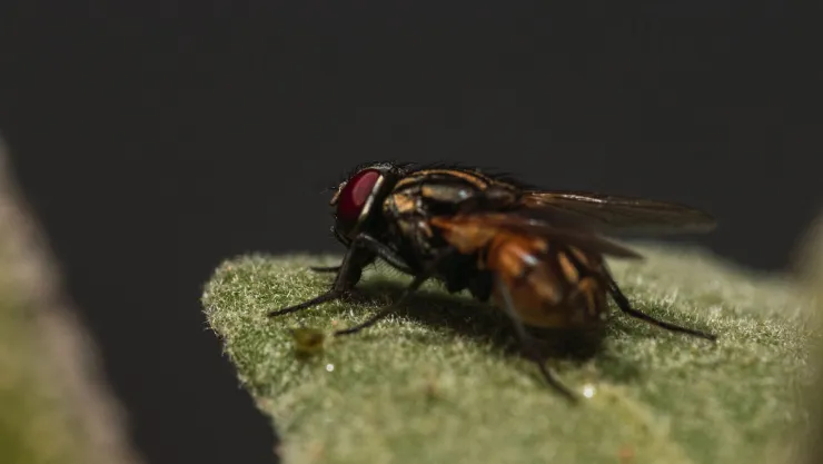 Advierten por nuevos casos de mosca carnívora Esto dicen los expertos.jpg