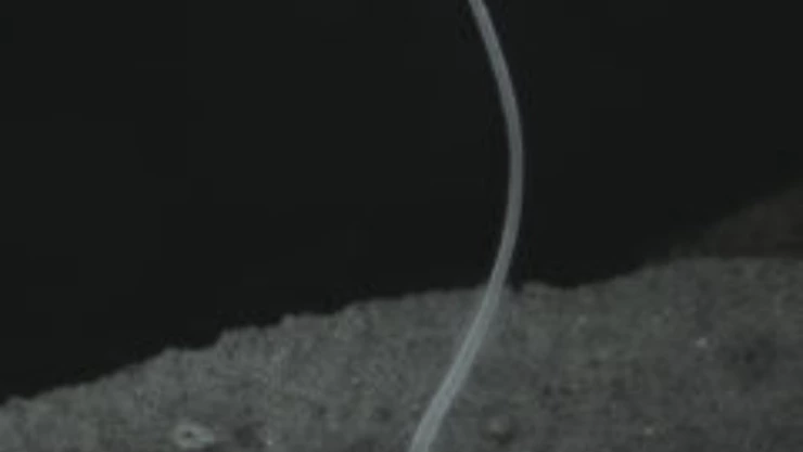 bacteria Thiomargarita magnifica