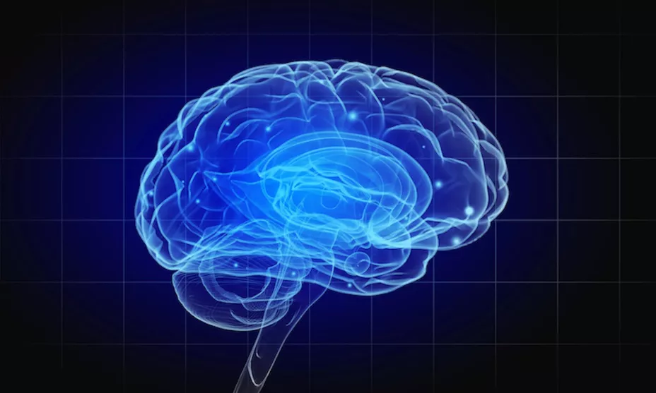 Cerebro Humano Sergey Nivens.jpg