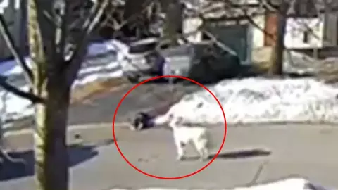 perrita clover convulsiones.jpg