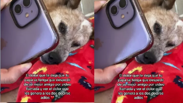 VIDEO: ¡Intenta no llorar! Padre se despide de su perro por videollamada antes de morir