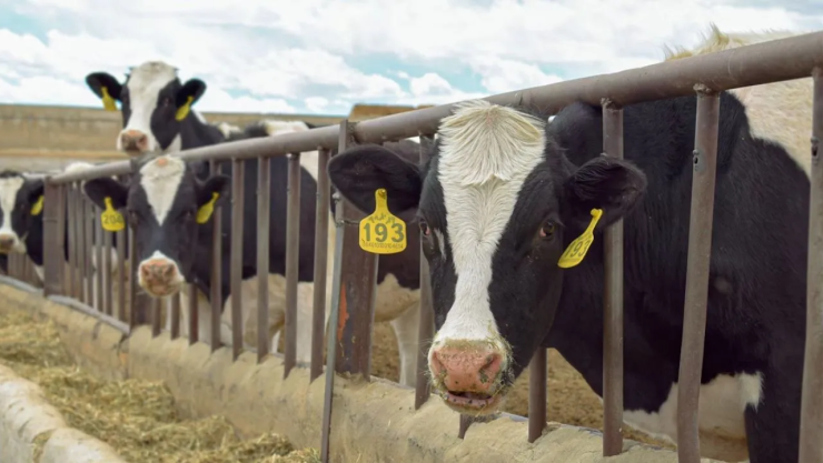 Reapertura frontera ganado México-EU no sucederá pronto