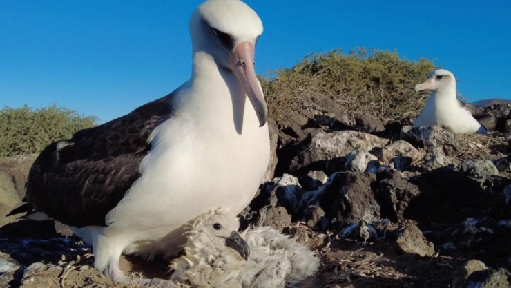 albatros patas negras México
