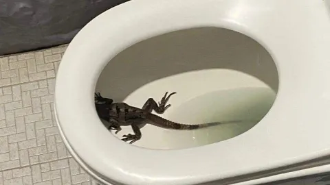 tolok baño caucel