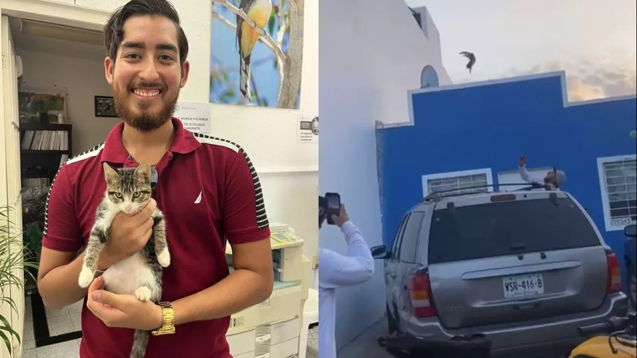 Avienta al techo a gato en Mazatlán.
