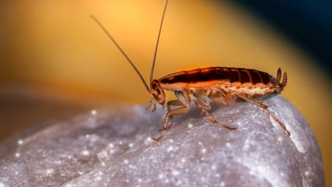 Truco de pepino para evitar cucarachas
