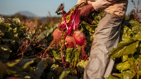 Si eres dueño de un campo de al menos 2.5 hectáreas, puedes aplicar a este programa de Bienestar