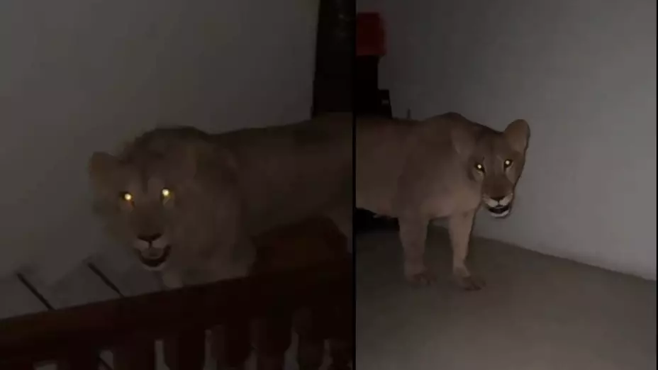 Hombre se encuentra frente a frente con dos leones