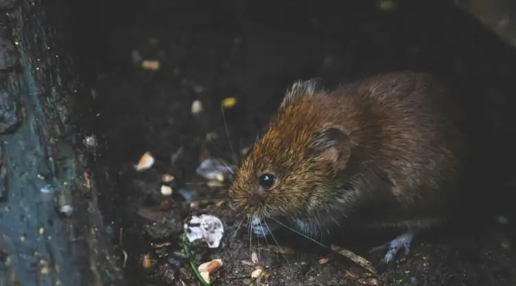 6-puntos-identificar-hay-ratas-casa-como-eliminarlas.jpg