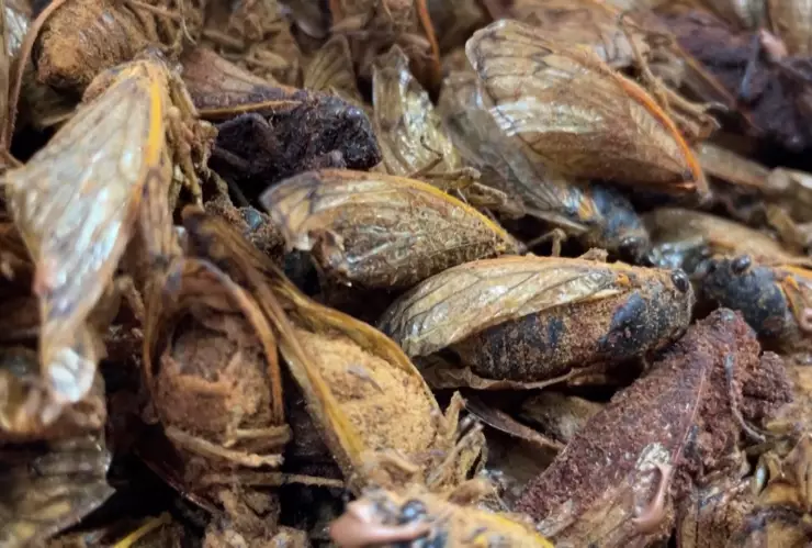 Cigarras bañadas en chocolate, la nueva sensación en Estados Unidos.