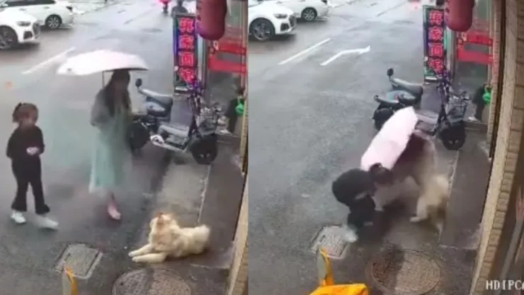 VIDEO: Perro casi le arranca el brazo a un mujer tras ser acariciado