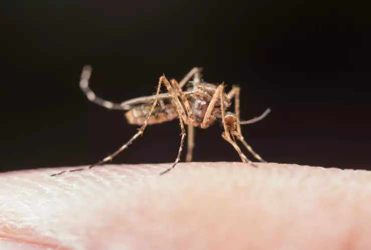 Instituto de Salud lanza alerta ante aumento de casos de dengue en Aguascalientes