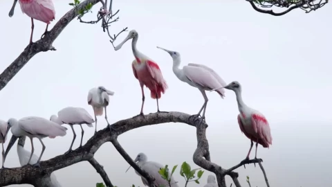 Descubre las Áreas Naturales Protegidas de México, CONANP .jpeg