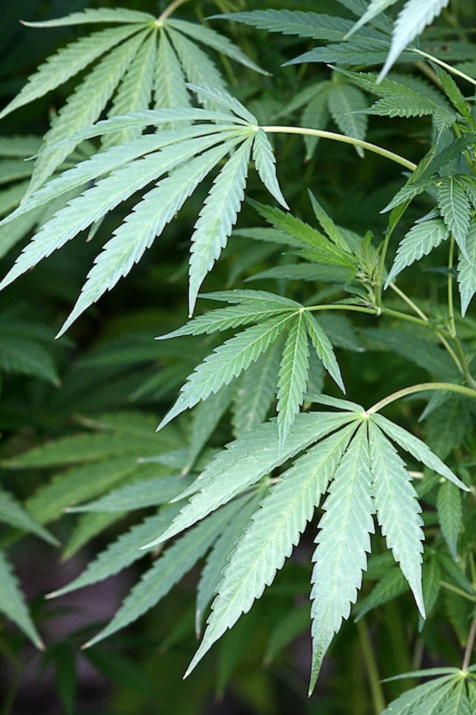 Marihuana