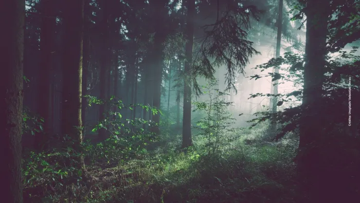 Descubren en China un bosque a 192 metros de profundidad.