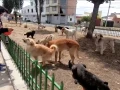 Sus parientes y vecinos a veces ayudan con la comida para su fiel perro, así como Rosmery Altamirano que lleva tiempo trabajando en la alimentación de perros callejeros. Altamirano contrató a Quispe y “Cano” para que la ayudaran a transportar comida para otros canes sin hogar en la ciudad.