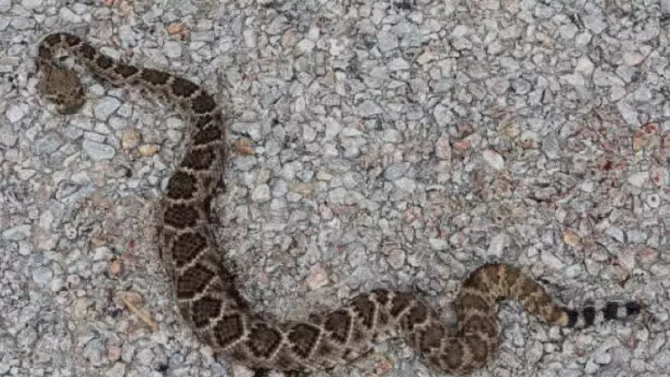 Serpiente de cascabel muerde a jardinero en Conkal y es hospitalizado