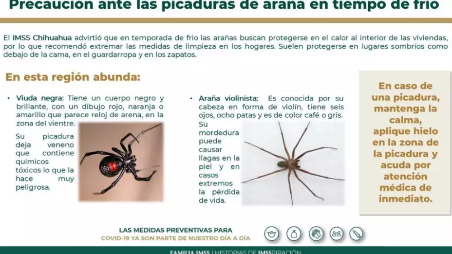 picaduras araña