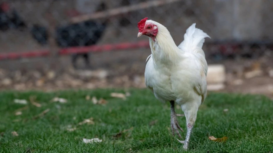 gripe aviar en méxico