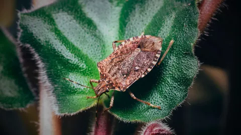 Chinche de color café caminando sobre un hoja color verde