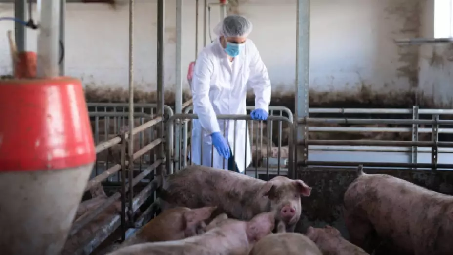 PORTADA peste porcina en México.jpg