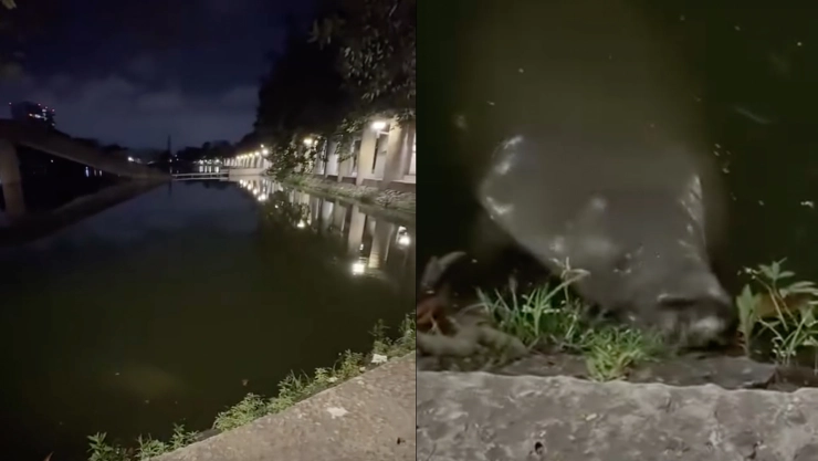 Manatí Villahermosa