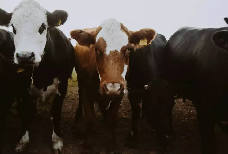 CONFIRMAN primer caso en HUMANOS del gusano barrenador en la Península de Yucatán