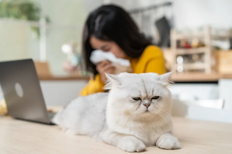 Día del Gato.jpg
