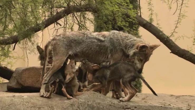 Nace camada de lobo gris en ciudad Victoria