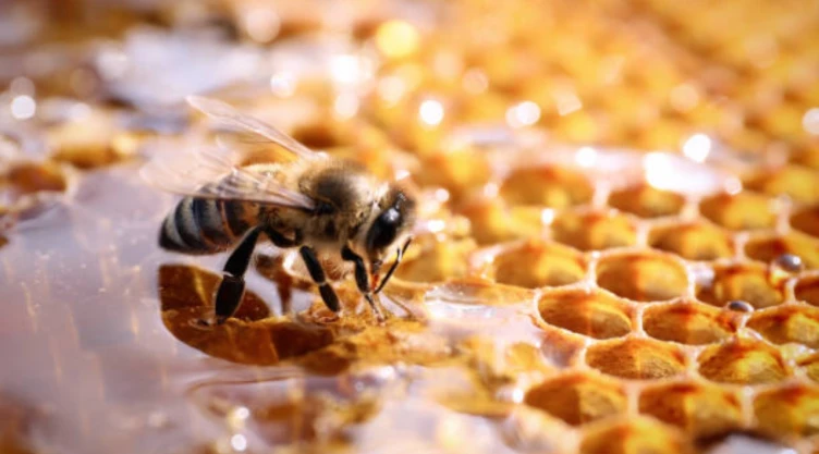 dia-mundial-las-abejas-como-el-colapso-los-polinizadores-amenaza-alimentos-y-economia-mexico