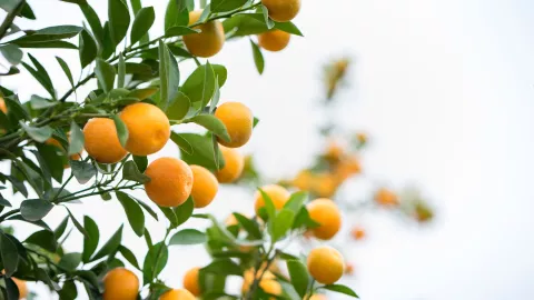 &aacute;rbol que huele rico