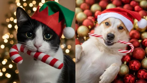 Cómo crear imágenes navideñas de tu perro o gato con IA: Guía paso a paso