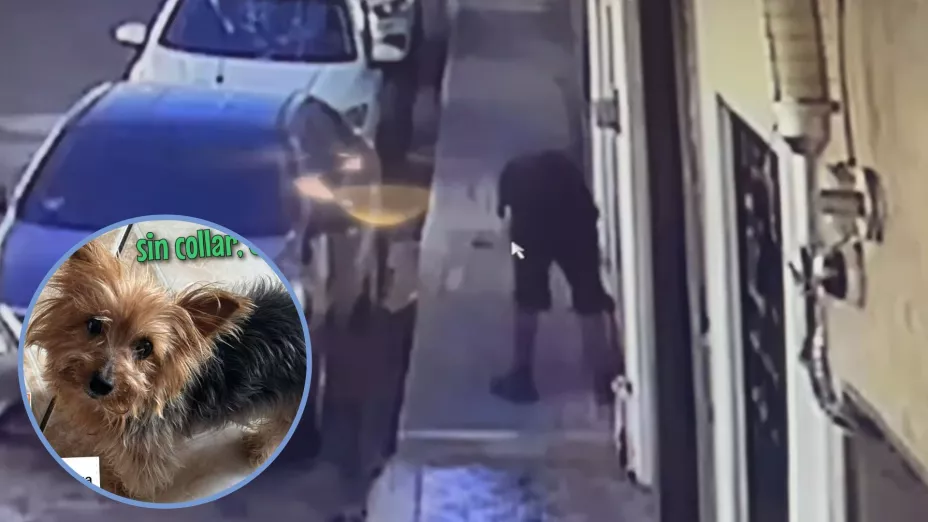 Robo al perrito ‘Lalo’